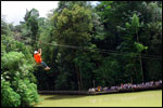 Flying Fox