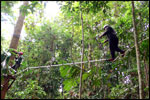 High Ropes Course - Burma Bridge
